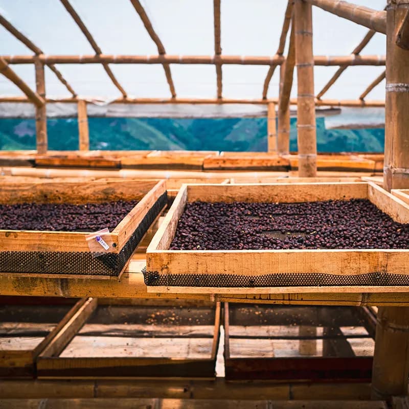 Coffee drying on racks