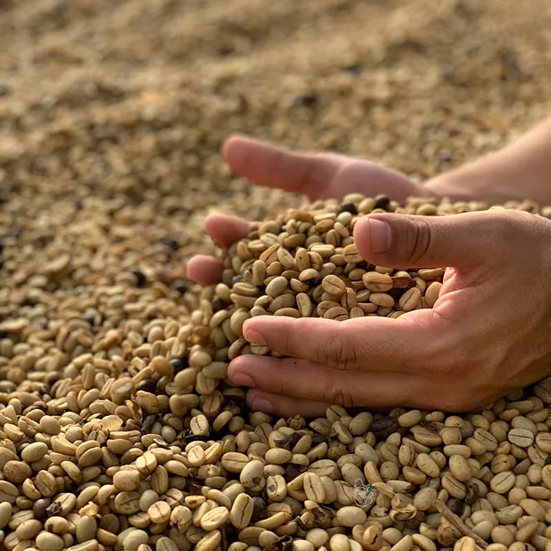 Unroasted specialty green coffee