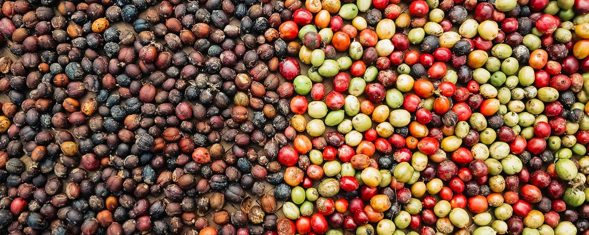 Dose Coffee toll roasting in New Jersey